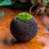 DIY Set 10cm / 3.7" Round Horticultural Lava Rock Volcanic Rock Planterwith Moss Building Kit -Ncyp Garden Store 2024 2 2 IMG 0415