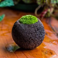 DIY Set 10cm / 3.7" Round Horticultural Lava Rock Volcanic Rock Planterwith Moss Building Kit