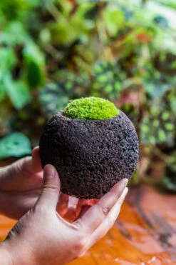 DIY Set 10cm / 3.7" Round Horticultural Lava Rock Volcanic Rock Planterwith Moss Building Kit -Ncyp Garden Store 2024 2 2 IMG 0417
