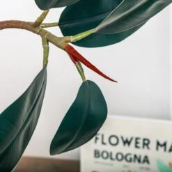 NCYP Artificial Rubber Tree, Rubber Fig, Rubber Bush 5.9FT (70.8 Inches) Tall Faux Plant For Home Office Decor, Indoor Fake Potted Ficus Elastica Tree With Plastic Pot And Rattan Woven Basket 24 NCYP Artificial Rubber Tree, Rubber Fig, Rubber Bush 5.9FT (70.8 Inches) Tall Faux Plant For Home Office Decor, Indoor Fake Potted Ficus Elastica Tree With Plastic Pot And Rattan Woven Basket -Ncyp Garden Store 290A0844