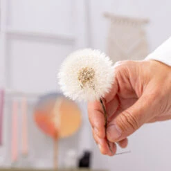 Presered Dandelion Set 3 Pcs Dried Flowers, DIY Material For Bouquet,