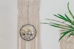 NCYP Glass Coin Organizer Holder For Morgan Silver Dollar Coin - Wall Hanging Display Frame - Round 8" Glass Floating Herbarium For Dried Flowers - Home Decor, Black -Ncyp Garden Store 290A2962