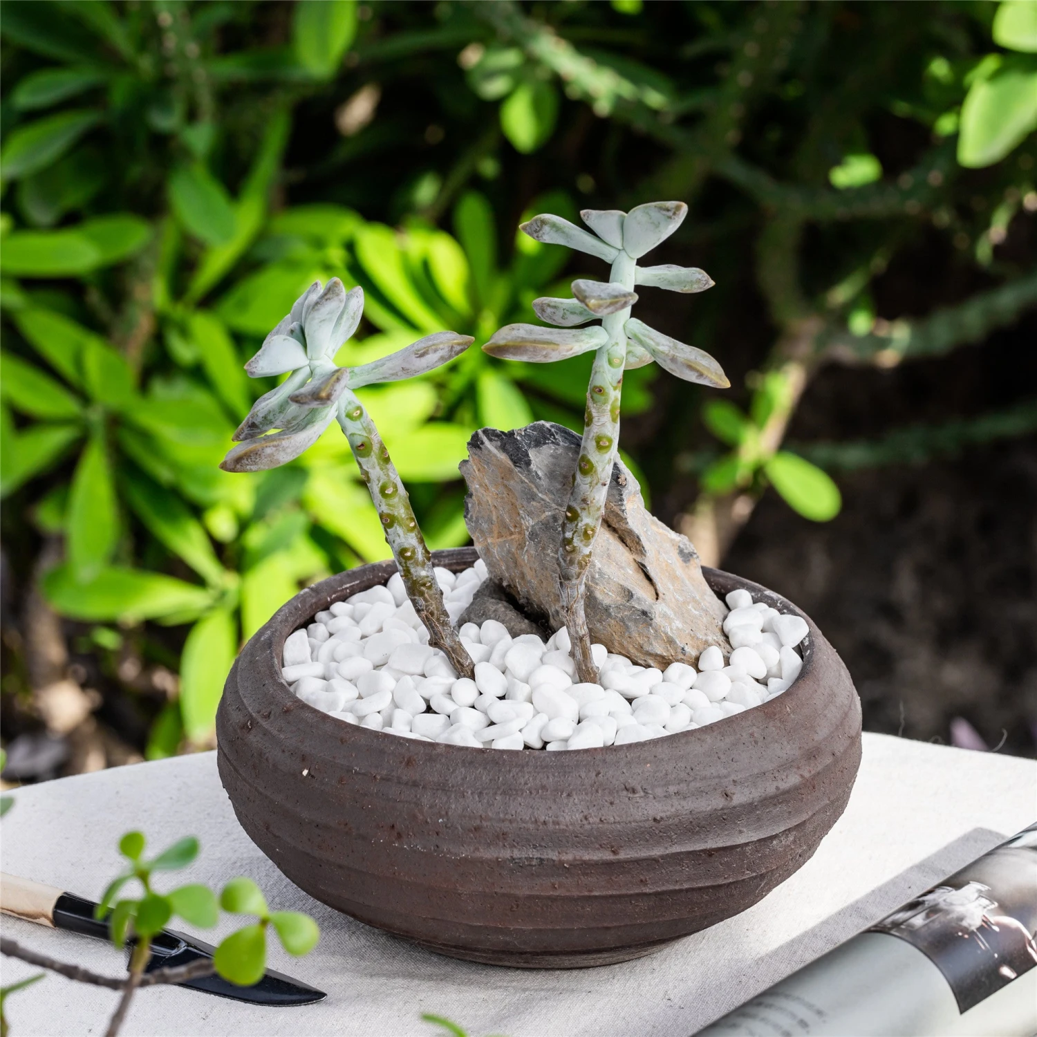 Decorative White Pebble Rocks For Succulents Top Dressing, For Terrarium, Fairy Gardening 4 Decorative White Pebble Rocks For Succulents Top Dressing, For Terrarium, Fairy Gardening - Image 2