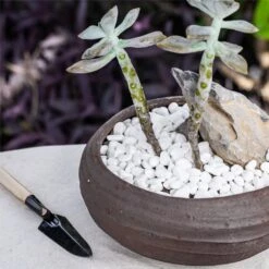 Decorative White Pebble Rocks For Succulents Top Dressing, For Terrarium, Fairy Gardening 11 Decorative White Pebble Rocks For Succulents Top Dressing, For Terrarium, Fairy Gardening -Ncyp Garden Store 3 3e1801ba 1d85 4fc7 b290 d4e78eba61b4