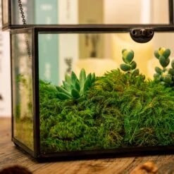 Preserved Long Hairy Moss, Green 20x50cm, For DIY Moss Wall, Moss Terrarium, Vertical Garden 19 Preserved Long Hairy Moss, Green 20x50cm, For DIY Moss Wall, Moss Terrarium, Vertical Garden -Ncyp Garden Store 5201