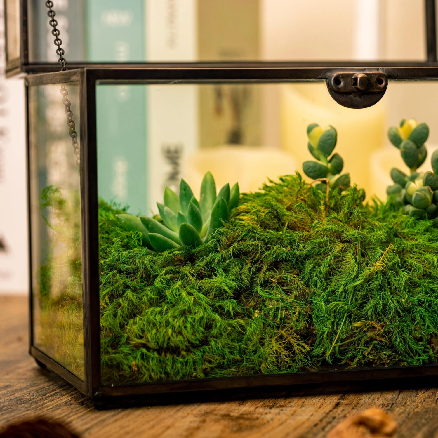 Preserved Long Hairy Moss, Green 20x50cm, For DIY Moss Wall, Moss Terrarium, Vertical Garden 10 Preserved Long Hairy Moss, Green 20x50cm, For DIY Moss Wall, Moss Terrarium, Vertical Garden - Image 8