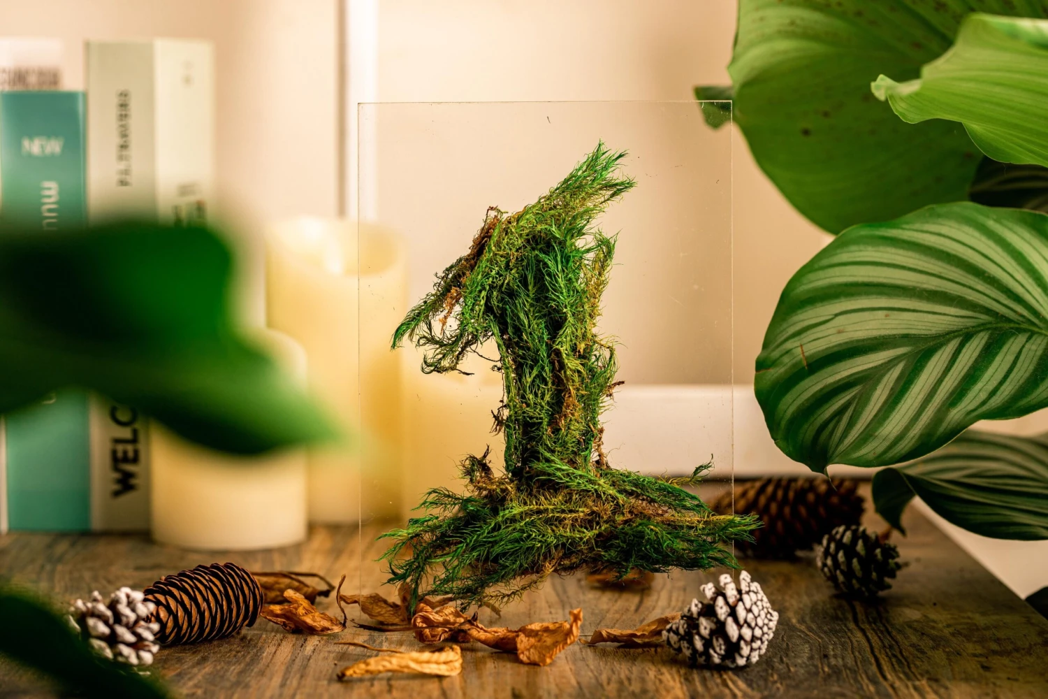 Preserved Long Hairy Moss, Green 20x50cm, For DIY Moss Wall, Moss Terrarium, Vertical Garden 12 Preserved Long Hairy Moss, Green 20x50cm, For DIY Moss Wall, Moss Terrarium, Vertical Garden - Image 10