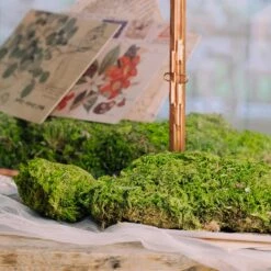 Preserved Short Moss, Leucobryum, Natural Green 20x50cm, For DIY Moss Wall, Moss Terrarium, Vertical Garden 10 Preserved Short Moss, Leucobryum, Natural Green 20x50cm, For DIY Moss Wall, Moss Terrarium, Vertical Garden -Ncyp Garden Store 5344