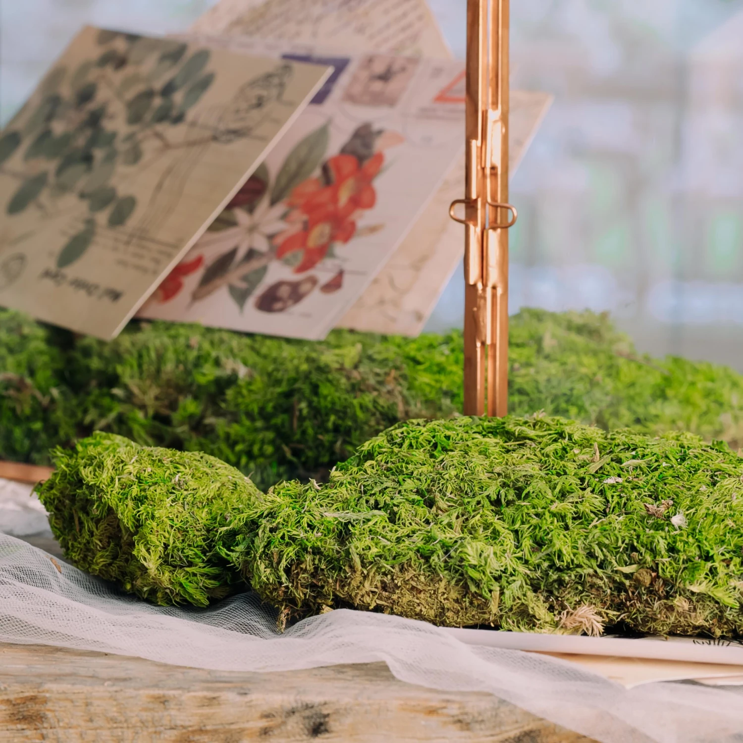 Preserved Short Moss, Leucobryum, Natural Green 20x50cm, For DIY Moss Wall, Moss Terrarium, Vertical Garden 5 Preserved Short Moss, Leucobryum, Natural Green 20x50cm, For DIY Moss Wall, Moss Terrarium, Vertical Garden - Image 3