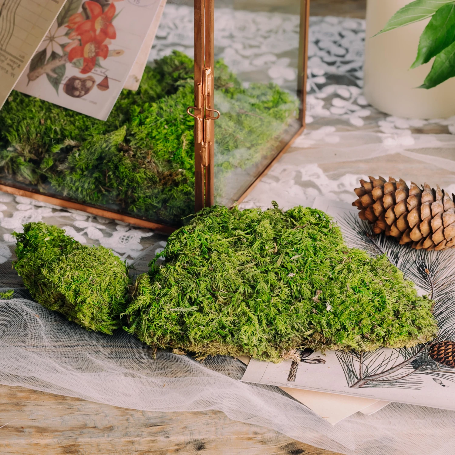 Preserved Short Moss, Leucobryum, Natural Green 20x50cm, For DIY Moss Wall, Moss Terrarium, Vertical Garden 3 Preserved Short Moss, Leucobryum, Natural Green 20x50cm, For DIY Moss Wall, Moss Terrarium, Vertical Garden