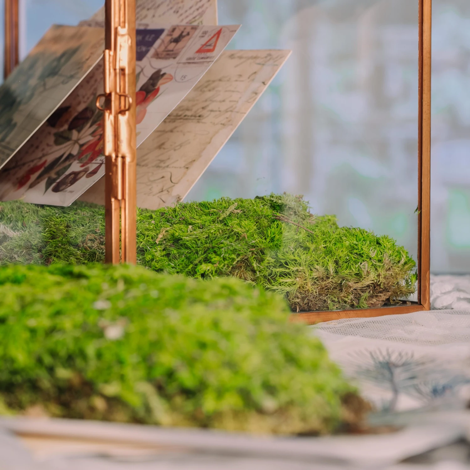 Preserved Short Moss, Leucobryum, Natural Green 20x50cm, For DIY Moss Wall, Moss Terrarium, Vertical Garden 8 Preserved Short Moss, Leucobryum, Natural Green 20x50cm, For DIY Moss Wall, Moss Terrarium, Vertical Garden - Image 6