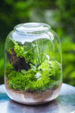 Terrarium Planting Kit Glass Jar And Black LED Grow Light With Base Kit, With Planting Material, DIY Kit 26 Terrarium Planting Kit Glass Jar And Black LED Grow Light With Base Kit, With Planting Material, DIY Kit -Ncyp Garden Store 974DD555 EC58 4b73 9627 D900E35CA540