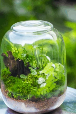 Terrarium Planting Kit Glass Jar And Black LED Grow Light With Base Kit, With Planting Material, DIY Kit 27 Terrarium Planting Kit Glass Jar And Black LED Grow Light With Base Kit, With Planting Material, DIY Kit -Ncyp Garden Store A1E5D5BF 9EEB 4917 B206 124577CDF4F9