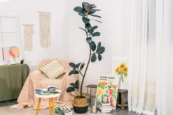 NCYP Artificial Rubber Tree, Rubber Fig, Rubber Bush 5.9FT (70.8 Inches) Tall Faux Plant For Home Office Decor, Indoor Fake Potted Ficus Elastica Tree With Plastic Pot And Rattan Woven Basket 27 NCYP Artificial Rubber Tree, Rubber Fig, Rubber Bush 5.9FT (70.8 Inches) Tall Faux Plant For Home Office Decor, Indoor Fake Potted Ficus Elastica Tree With Plastic Pot And Rattan Woven Basket -Ncyp Garden Store G01A5298 5c56cee8 4013 4df0 86b6 006318ccaa1d