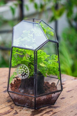 NCYP Close Geometric Glass Terrarium With Door, With Vents, Coconut Coir, Tree Stump Like Black Pot Building Set, For Snails, Spiders -Ncyp Garden Store IMG 0649