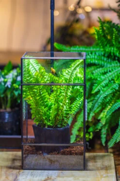 Rectangle Tin And Glass Geometric Terrarium Kit, With Side Door, With Vent, Snail Terrarium Building Set -Ncyp Garden Store IMG 0709