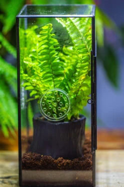 Rectangle Tin And Glass Geometric Terrarium Kit, With Side Door, With Vent, Snail Terrarium Building Set -Ncyp Garden Store IMG 0712