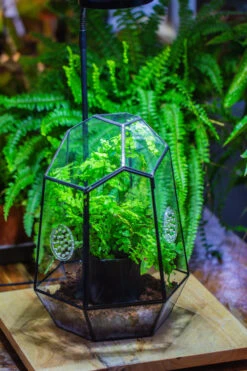 NCYP Close Geometric Glass Terrarium With Door, With Vents, Coconut Coir, Tree Stump Like Black Pot Building Set, For Snails, Spiders -Ncyp Garden Store IMG 0740