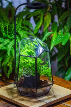 NCYP Close Geometric Glass Terrarium With Door, With Vents, Coconut Coir, Tree Stump Like Black Pot Building Set, For Snails, Spiders -Ncyp Garden Store IMG 0741