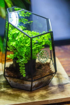 NCYP Close Geometric Glass Terrarium With Door, With Vents, Coconut Coir, Tree Stump Like Black Pot Building Set, For Snails, Spiders -Ncyp Garden Store IMG 0742