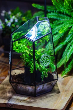 NCYP Close Geometric Glass Terrarium With Door, With Vents, Coconut Coir, Tree Stump Like Black Pot Building Set, For Snails, Spiders -Ncyp Garden Store IMG 0744