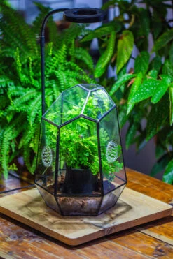 NCYP Close Geometric Glass Terrarium With Door, With Vents, Coconut Coir, Tree Stump Like Black Pot Building Set, For Snails, Spiders -Ncyp Garden Store IMG 0745