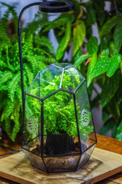 NCYP Close Geometric Glass Terrarium With Door, With Vents, Coconut Coir, Tree Stump Like Black Pot Building Set, For Snails, Spiders -Ncyp Garden Store IMG 0749