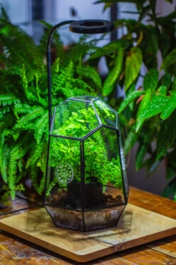 NCYP Close Geometric Glass Terrarium With Door, With Vents, Coconut Coir, Tree Stump Like Black Pot Building Set, For Snails, Spiders -Ncyp Garden Store IMG 0751