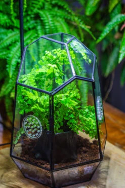 NCYP Close Geometric Glass Terrarium With Door, With Vents, Coconut Coir, Tree Stump Like Black Pot Building Set, For Snails, Spiders -Ncyp Garden Store IMG 0752