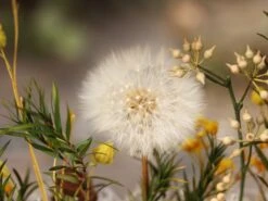 Presered Dandelion Set 3 Pcs Dried Flowers, DIY Material For Bouquet, -Ncyp Garden Store IMG 1038 1