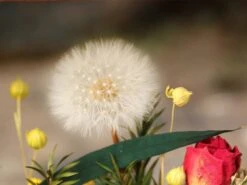 Presered Dandelion Set 3 Pcs Dried Flowers, DIY Material For Bouquet, -Ncyp Garden Store IMG 1039