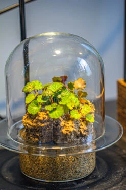 Natural Limestone Rock For Moss, Bonsai, Hydroponic Planting, 500-700G 22 Natural Limestone Rock For Moss, Bonsai, Hydroponic Planting, 500-700G -Ncyp Garden Store IMG 1338