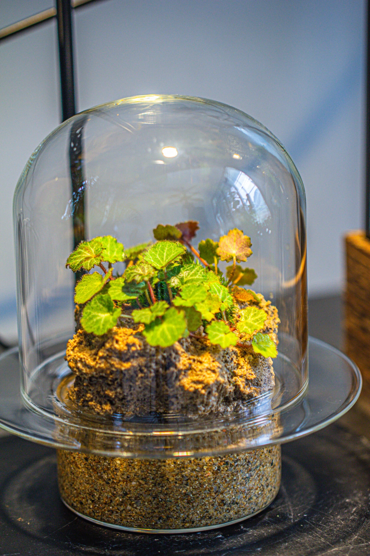 Natural Limestone Rock For Moss, Bonsai, Hydroponic Planting, 500-700G 10 Natural Limestone Rock For Moss, Bonsai, Hydroponic Planting, 500-700G - Image 8