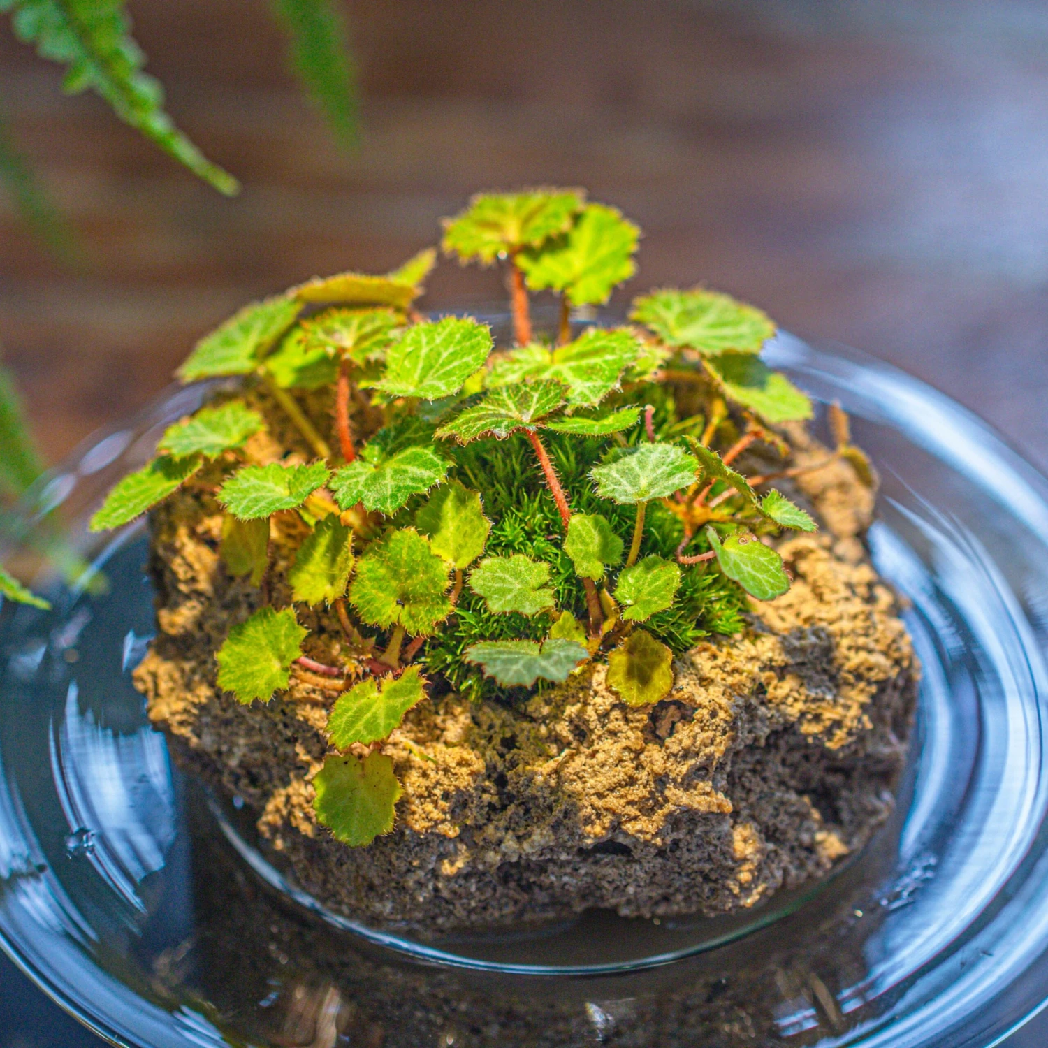 Natural Limestone Rock For Moss, Bonsai, Hydroponic Planting, 500-700G 4 Natural Limestone Rock For Moss, Bonsai, Hydroponic Planting, 500-700G - Image 2