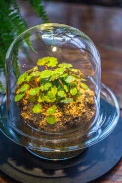 Natural Limestone Rock For Moss, Bonsai, Hydroponic Planting, 500-700G 23 Natural Limestone Rock For Moss, Bonsai, Hydroponic Planting, 500-700G -Ncyp Garden Store IMG 1359 611791a2 5964 417a 8d75 ef7b5c422a56