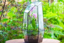 Large 2-Part 18.9" Tall Close Glass Terrarium For Orchid, Fern, Moss, Watertight -Ncyp Garden Store IMG 1410 727ba134 3031 4b9c a82d d7c0b57c2469