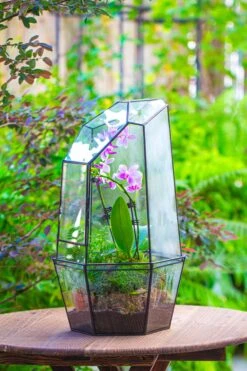 Large 2-Part 18.9" Tall Close Glass Terrarium For Orchid, Fern, Moss, Watertight -Ncyp Garden Store IMG 1411 6e96e1fb cdb7 4609 9239 1cedb3962525