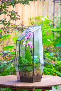 Large 2-Part 18.9" Tall Close Glass Terrarium For Orchid, Fern, Moss, Watertight -Ncyp Garden Store IMG 1412 26c68524 92d6 49c3 b2ac 3ed1765b6fa4