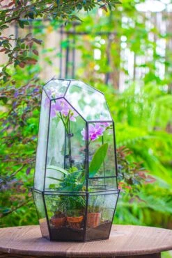 Large 2-Part 18.9" Tall Close Glass Terrarium For Orchid, Fern, Moss, Watertight -Ncyp Garden Store IMG 1413 7af887cb 15bf 4fbc 8100 93d157cf17be