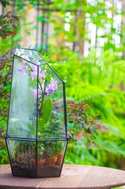 Large 2-Part 18.9" Tall Close Glass Terrarium For Orchid, Fern, Moss, Watertight -Ncyp Garden Store IMG 1416