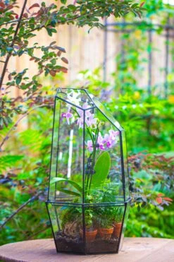 Large 2-Part 18.9" Tall Close Glass Terrarium For Orchid, Fern, Moss, Watertight -Ncyp Garden Store IMG 1421