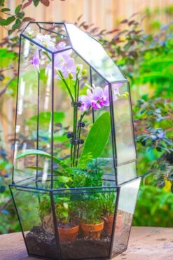 Large 2-Part 18.9" Tall Close Glass Terrarium For Orchid, Fern, Moss, Watertight -Ncyp Garden Store IMG 1422