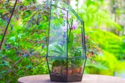 Large 2-Part 18.9" Tall Close Glass Terrarium For Orchid, Fern, Moss, Watertight -Ncyp Garden Store IMG 1423