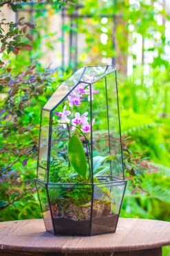 Large 2-Part 18.9" Tall Close Glass Terrarium For Orchid, Fern, Moss, Watertight -Ncyp Garden Store IMG 1426