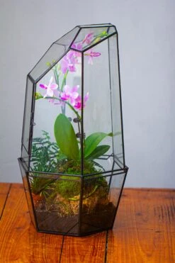 Large 2-Part 18.9" Tall Close Glass Terrarium For Orchid, Fern, Moss, Watertight -Ncyp Garden Store IMG 1489