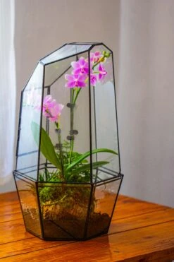 Large 2-Part 18.9" Tall Close Glass Terrarium For Orchid, Fern, Moss, Watertight -Ncyp Garden Store IMG 1490