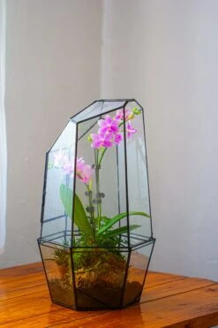 Large 2-Part 18.9" Tall Close Glass Terrarium For Orchid, Fern, Moss, Watertight -Ncyp Garden Store IMG 1493