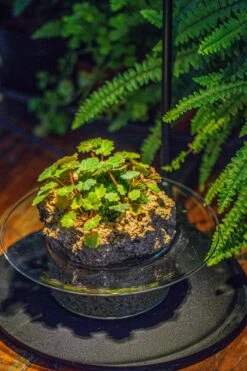 Natural Limestone Rock For Moss, Bonsai, Hydroponic Planting, 500-700G 24 Natural Limestone Rock For Moss, Bonsai, Hydroponic Planting, 500-700G -Ncyp Garden Store IMG 1564 0865e57d a5e5 43b1 afe3 6fe49b78411e