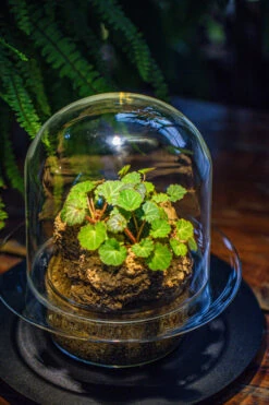 Natural Limestone Rock For Moss, Bonsai, Hydroponic Planting, 500-700G 25 Natural Limestone Rock For Moss, Bonsai, Hydroponic Planting, 500-700G -Ncyp Garden Store IMG 1585 0654866b 0e1c 44b5 b2ed f5d2d3941575