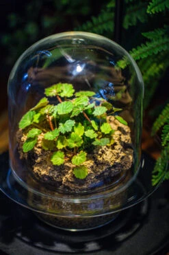 Natural Limestone Rock For Moss, Bonsai, Hydroponic Planting, 500-700G 26 Natural Limestone Rock For Moss, Bonsai, Hydroponic Planting, 500-700G -Ncyp Garden Store IMG 1586